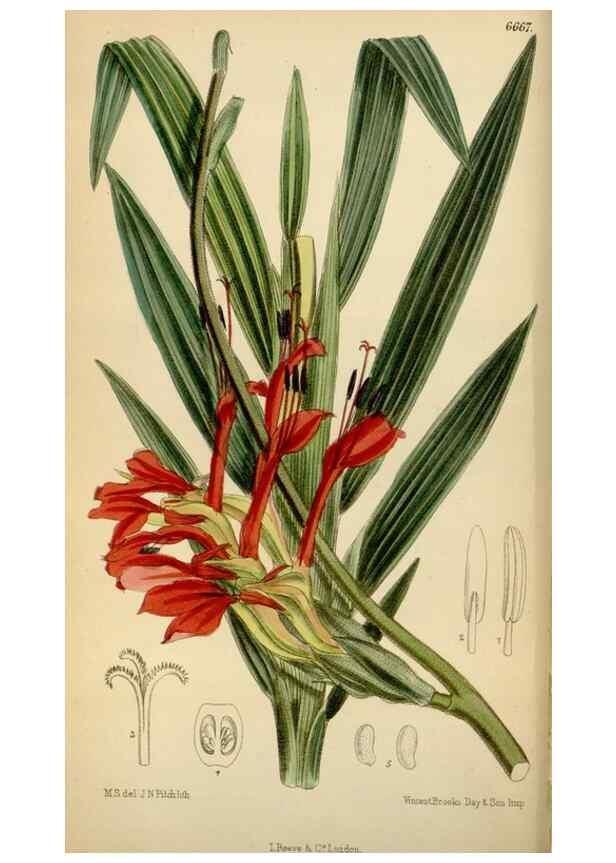 Reproducción/Reproduction 34573176544: Curtis's botanical magazine.. London ; New York [etc.] :Academic Press [etc.]