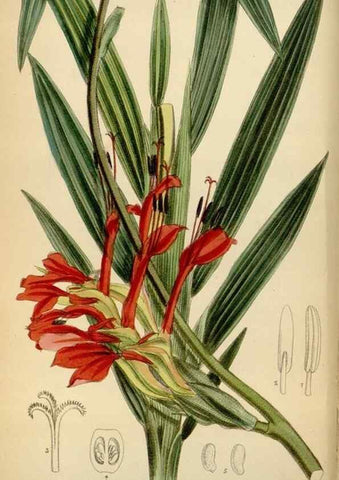 Reproducción/Reproduction 34573176544: Curtis's botanical magazine.. London ; New York [etc.] :Academic Press [etc.]