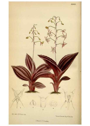 Reproducción/Reproduction 34573178474: Curtis's botanical magazine.. London ; New York [etc.] :Academic Press [etc.]