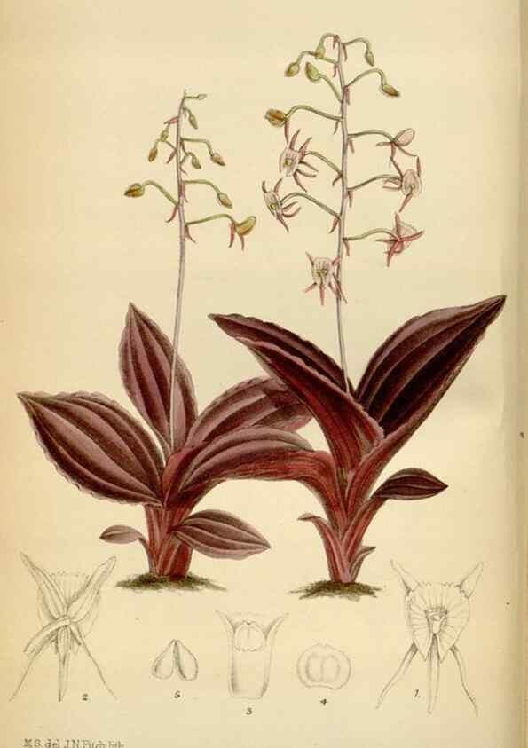 Reproducción/Reproduction 34573178474: Curtis's botanical magazine.. London ; New York [etc.] :Academic Press [etc.]