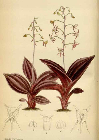 Reproducción/Reproduction 34573178474: Curtis's botanical magazine.. London ; New York [etc.] :Academic Press [etc.]