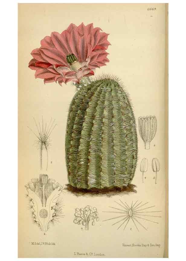 Reproducción/Reproduction 34573180704: Curtis's botanical magazine.. London ; New York [etc.] :Academic Press [etc.]