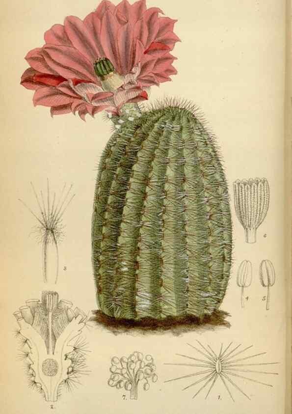 Reproducción/Reproduction 34573180704: Curtis's botanical magazine.. London ; New York [etc.] :Academic Press [etc.]
