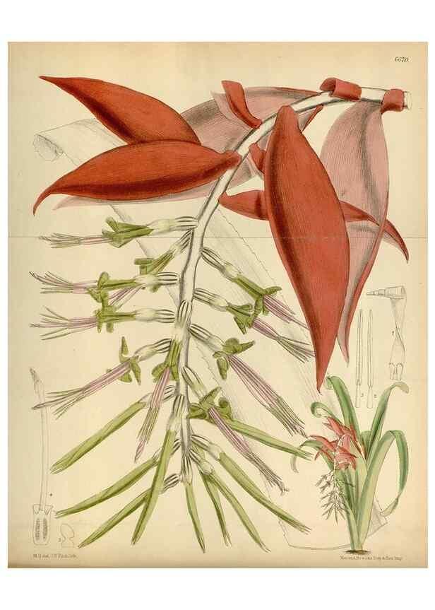 Reproducción/Reproduction 34573182694: Curtis's botanical magazine.. London ; New York [etc.] :Academic Press [etc.]