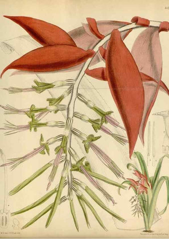 Reproducción/Reproduction 34573182694: Curtis's botanical magazine.. London ; New York [etc.] :Academic Press [etc.]