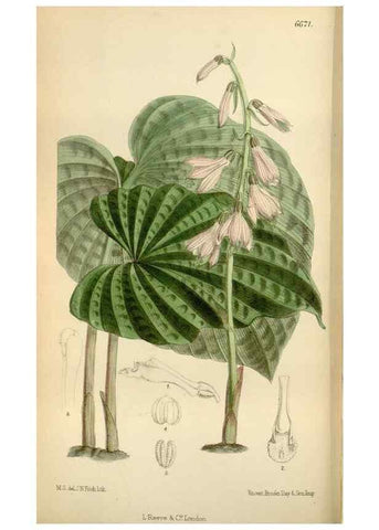 Reproducción/Reproduction 34573185034: Curtis's botanical magazine.. London ; New York [etc.] :Academic Press [etc.]