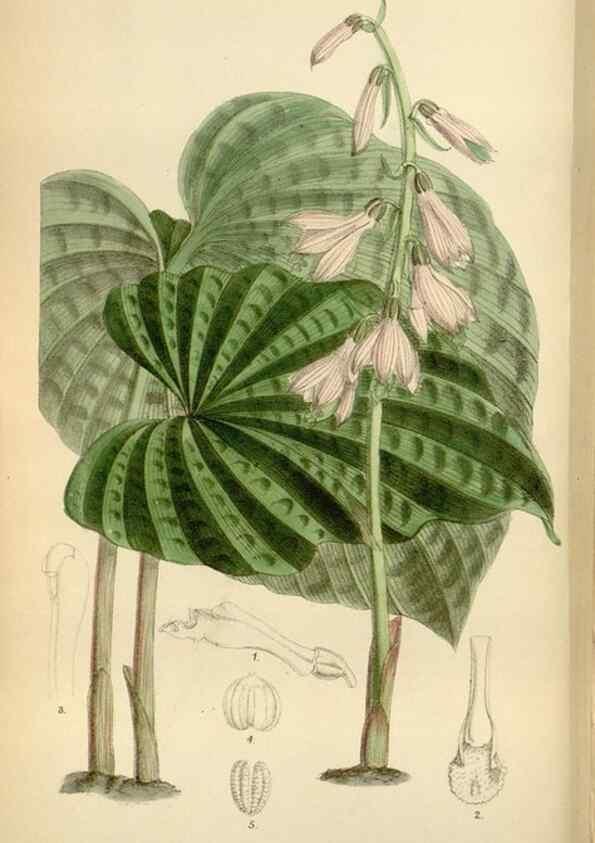 Reproducción/Reproduction 34573185034: Curtis's botanical magazine.. London ; New York [etc.] :Academic Press [etc.]