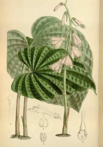 Reproducción/Reproduction 34573185034: Curtis's botanical magazine.. London ; New York [etc.] :Academic Press [etc.]