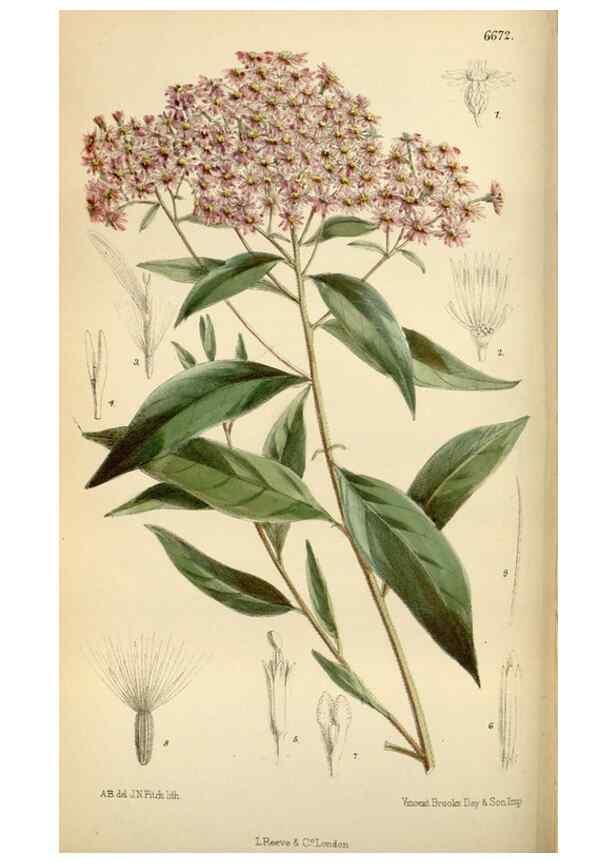 Reproducción/Reproduction 34573187884: Curtis's botanical magazine.. London ; New York [etc.] :Academic Press [etc.]