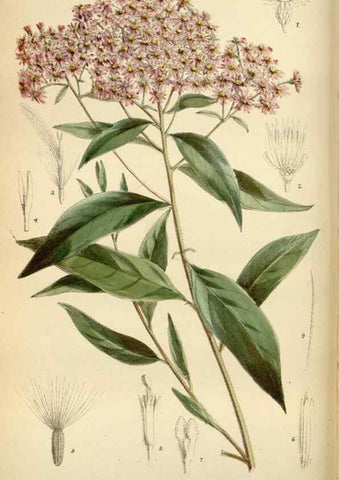 Reproducción/Reproduction 34573187884: Curtis's botanical magazine.. London ; New York [etc.] :Academic Press [etc.]