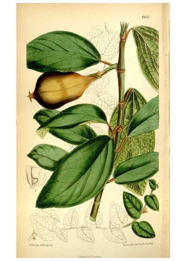 Reproducción/Reproduction 35268379271: Curtis's botanical magazine.. London ; New York [etc.] :Academic Press [etc.]