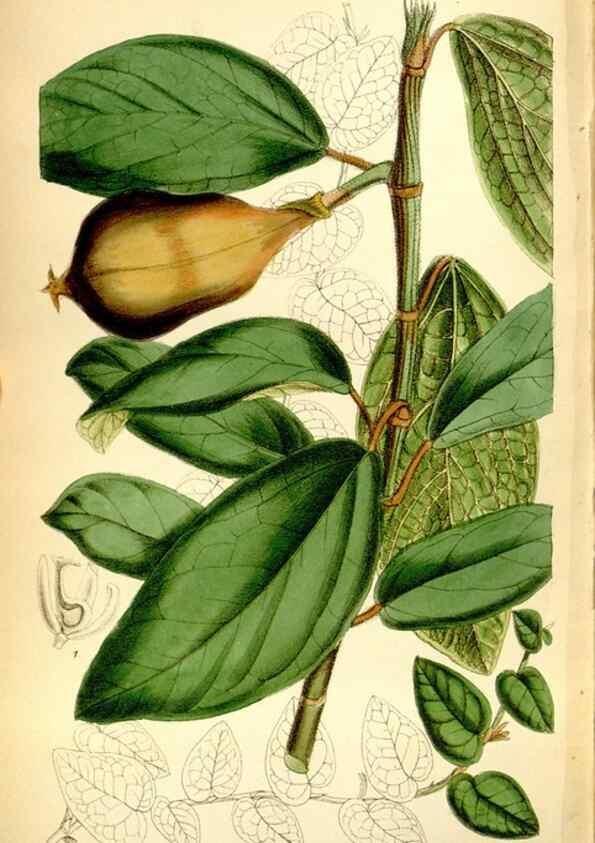 Reproducción/Reproduction 35268379271: Curtis's botanical magazine.. London ; New York [etc.] :Academic Press [etc.]