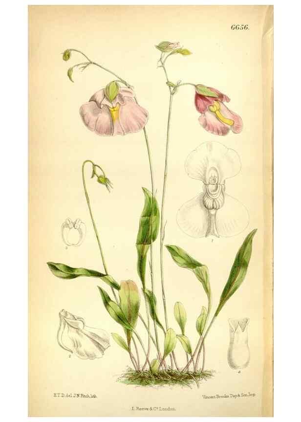 Reproducción/Reproduction 35397685405: Curtis's botanical magazine.. London ; New York [etc.] :Academic Press [etc.]