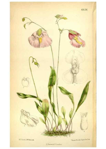 Reproducción/Reproduction 35397685405: Curtis's botanical magazine.. London ; New York [etc.] :Academic Press [etc.]