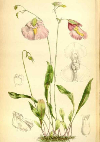 Reproducción/Reproduction 35397685405: Curtis's botanical magazine.. London ; New York [etc.] :Academic Press [etc.]