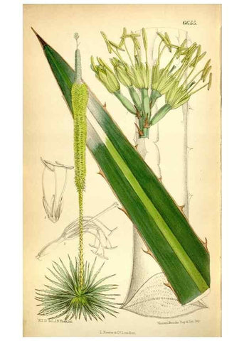 Reproducción/Reproduction 35268373731: Curtis's botanical magazine.. London ; New York [etc.] :Academic Press [etc.]