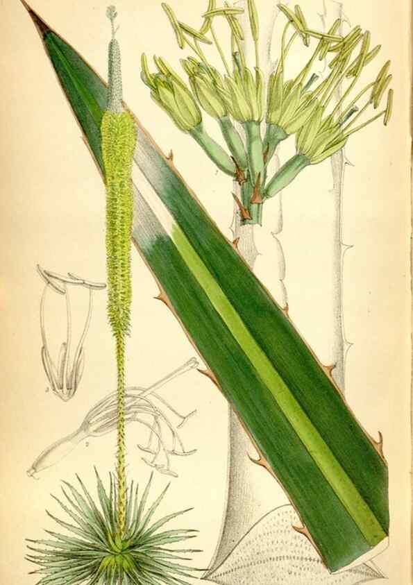 Reproducción/Reproduction 35268373731: Curtis's botanical magazine.. London ; New York [etc.] :Academic Press [etc.]