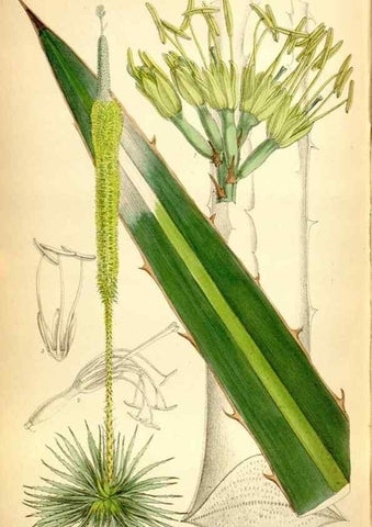 Reproducción/Reproduction 35268373731: Curtis's botanical magazine.. London ; New York [etc.] :Academic Press [etc.]