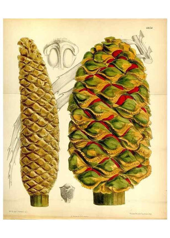Reproducción/Reproduction 35010881410: Curtis's botanical magazine.. London ; New York [etc.] :Academic Press [etc.]