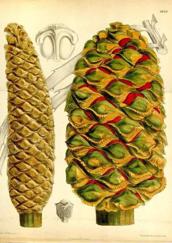 Reproducción/Reproduction 35010881410: Curtis's botanical magazine.. London ; New York [etc.] :Academic Press [etc.]