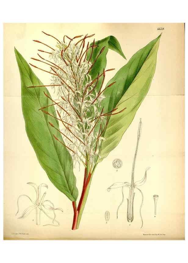 Reproducción/Reproduction 35358678996: Curtis's botanical magazine.. London ; New York [etc.] :Academic Press [etc.]