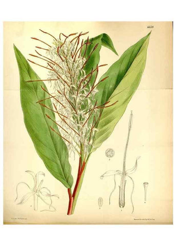 Reproducción/Reproduction 35358678996: Curtis's botanical magazine.. London ; New York [etc.] :Academic Press [etc.]