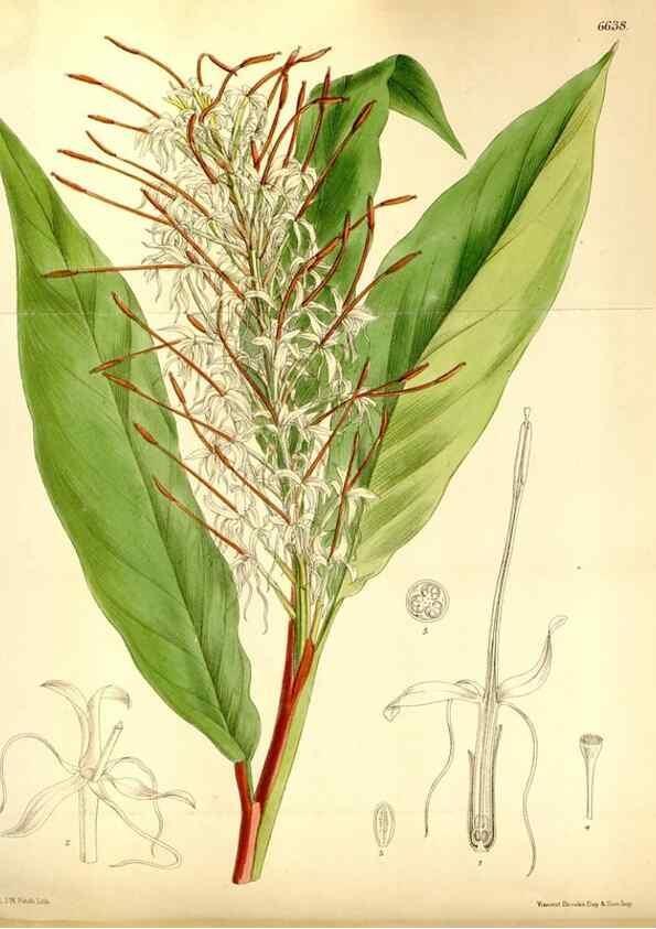 Reproducción/Reproduction 35358678996: Curtis's botanical magazine.. London ; New York [etc.] :Academic Press [etc.]
