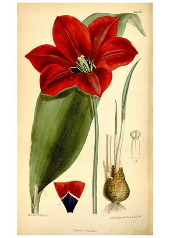 Reproducción/Reproduction 35231467582: Curtis's botanical magazine.. London ; New York [etc.] :Academic Press [etc.]