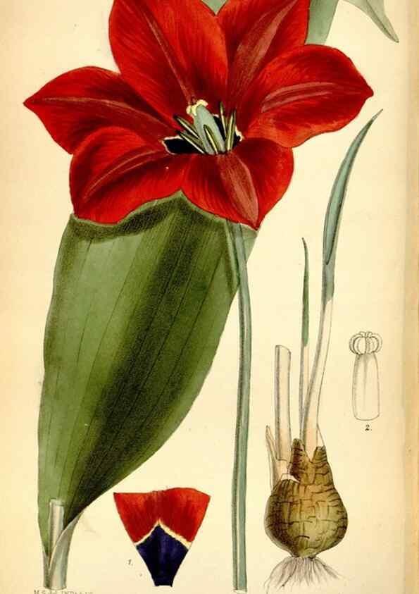 Reproducción/Reproduction 35231467582: Curtis's botanical magazine.. London ; New York [etc.] :Academic Press [etc.]