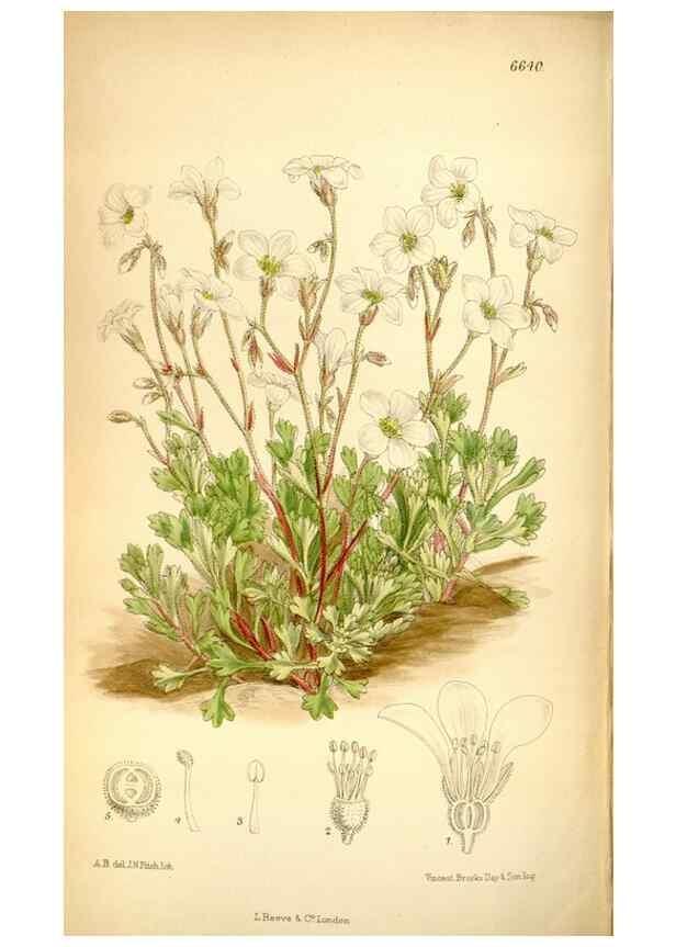 Reproducción/Reproduction 35268334881: Curtis's botanical magazine.. London ; New York [etc.] :Academic Press [etc.]