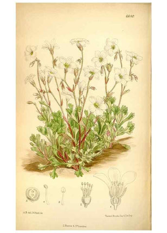 Reproducción/Reproduction 35268334881: Curtis's botanical magazine.. London ; New York [etc.] :Academic Press [etc.]