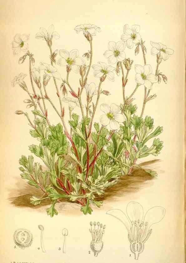 Reproducción/Reproduction 35268334881: Curtis's botanical magazine.. London ; New York [etc.] :Academic Press [etc.]