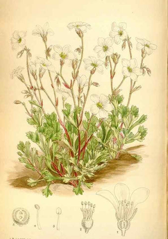 Reproducción/Reproduction 35268334881: Curtis's botanical magazine.. London ; New York [etc.] :Academic Press [etc.]