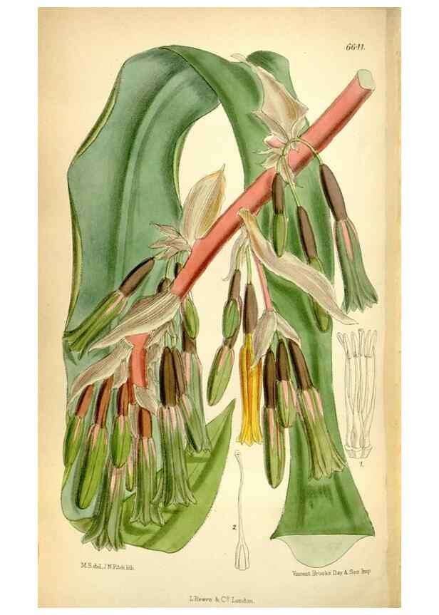 Reproducción/Reproduction 35358683386: Curtis's botanical magazine.. London ; New York [etc.] :Academic Press [etc.]
