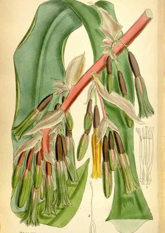 Reproducción/Reproduction 35358683386: Curtis's botanical magazine.. London ; New York [etc.] :Academic Press [etc.]