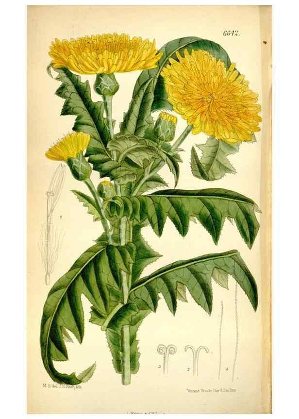 Reproducción/Reproduction 35358684256: Curtis's botanical magazine.. London ; New York [etc.] :Academic Press [etc.]
