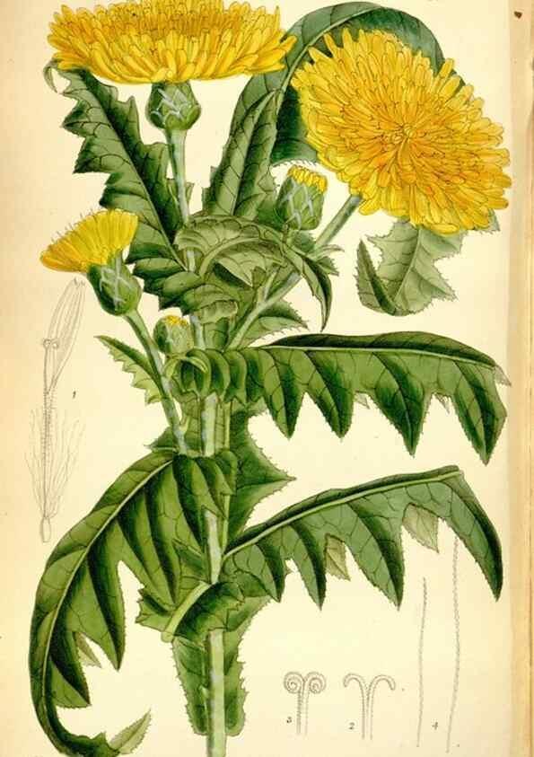 Reproducción/Reproduction 35358684256: Curtis's botanical magazine.. London ; New York [etc.] :Academic Press [etc.]