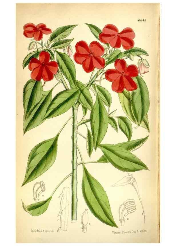 Reproducción/Reproduction 35397662615: Curtis's botanical magazine.. London ; New York [etc.] :Academic Press [etc.]