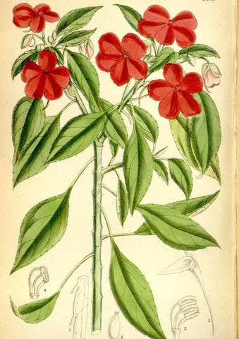 Reproducción/Reproduction 35397662615: Curtis's botanical magazine.. London ; New York [etc.] :Academic Press [etc.]