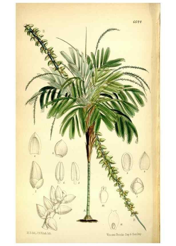 Reproducción/Reproduction 35397665145: Curtis's botanical magazine.. London ; New York [etc.] :Academic Press [etc.]