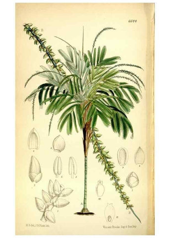 Reproducción/Reproduction 35397665145: Curtis's botanical magazine.. London ; New York [etc.] :Academic Press [etc.]