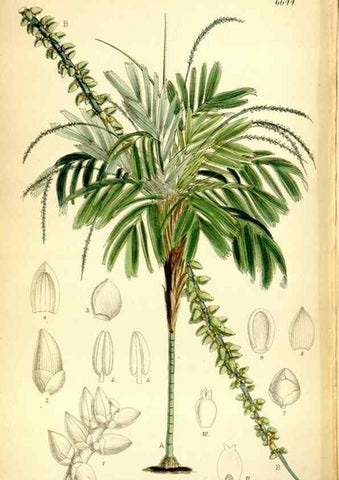 Reproducción/Reproduction 35397665145: Curtis's botanical magazine.. London ; New York [etc.] :Academic Press [etc.]
