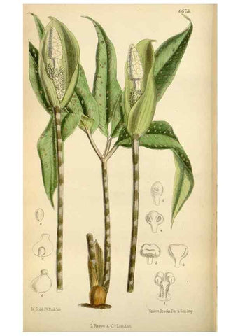 Reproducción/Reproduction 34573190674: Curtis's botanical magazine.. London ; New York [etc.] :Academic Press [etc.]