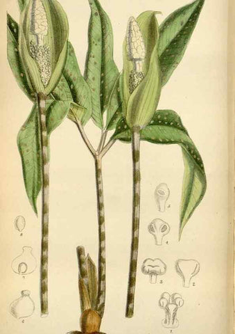 Reproducción/Reproduction 34573190674: Curtis's botanical magazine.. London ; New York [etc.] :Academic Press [etc.]