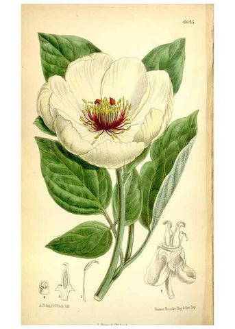Reproducción/Reproduction 35358686736: Curtis's botanical magazine.. London ; New York [etc.] :Academic Press [etc.]