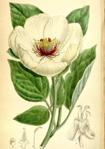 Reproducción/Reproduction 35358686736: Curtis's botanical magazine.. London ; New York [etc.] :Academic Press [etc.]