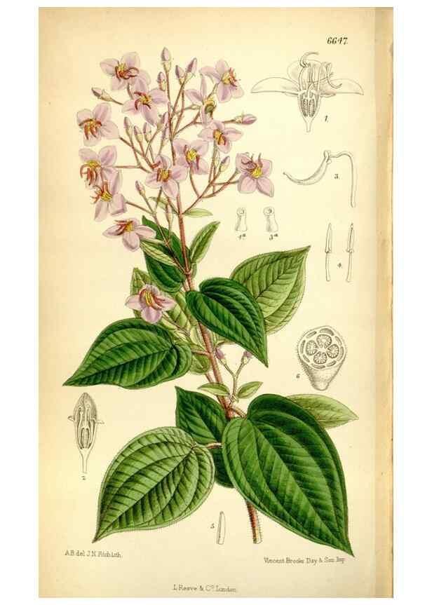 Reproducción/Reproduction 35397673605: Curtis's botanical magazine.. London ; New York [etc.] :Academic Press [etc.]
