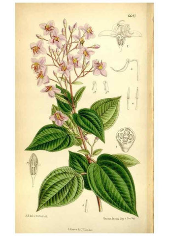 Reproducción/Reproduction 35397673605: Curtis's botanical magazine.. London ; New York [etc.] :Academic Press [etc.]