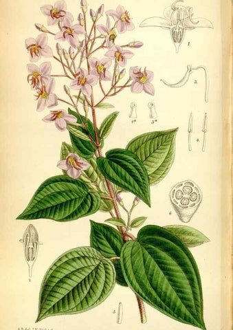 Reproducción/Reproduction 35397673605: Curtis's botanical magazine.. London ; New York [etc.] :Academic Press [etc.]