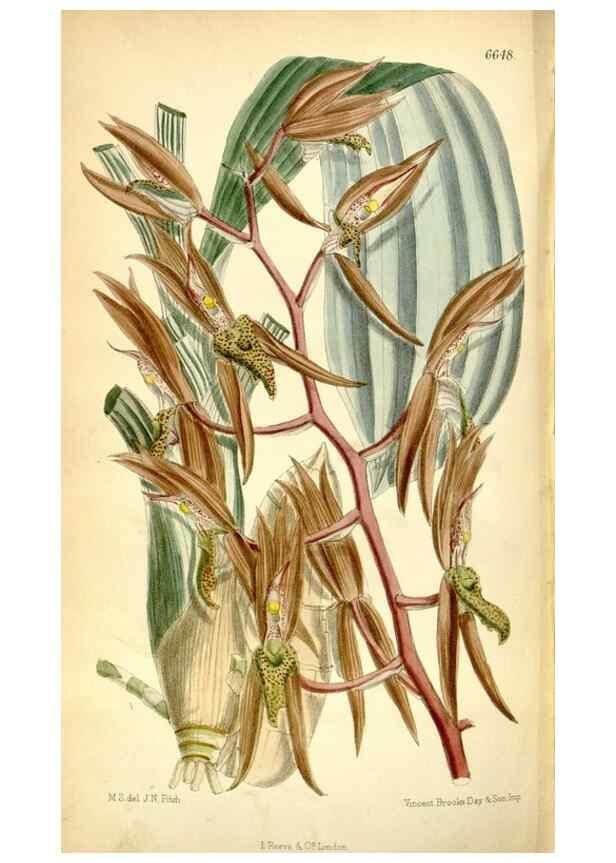 Reproducción/Reproduction 35358690306: Curtis's botanical magazine.. London ; New York [etc.] :Academic Press [etc.]